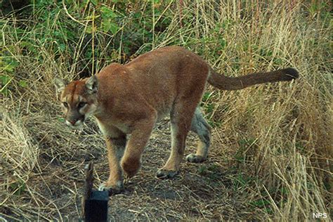 Your Safety in Mountain Lion Habitat - Point Reyes National Seashore (U.S. National Park Service)