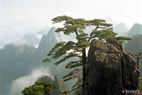 Nature Landscape Photography Huangshan Pine Tree, China. Home and ...