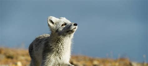 Arctic Wildlife: Guide to the Unique Animals of the Arctic