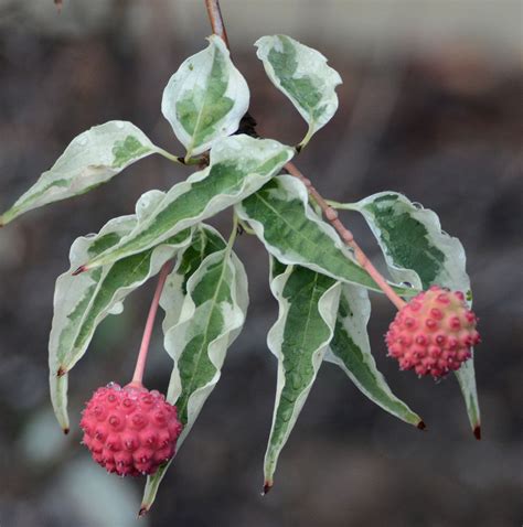 Cornus kousa 'Wolf Eyes' | Landscape Plants | Oregon State University