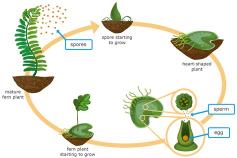 Life Cycle Of A Fern