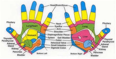 Hand Reflexology Chart | Hand Reflexology Map