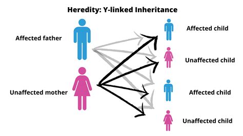 Mechanisms Of Heredity Science Worksheet / The Population Genetics Of ...