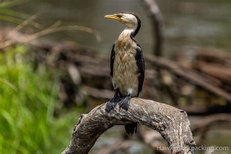 Northern Territory Wildlife - HawkeBackpacking.com