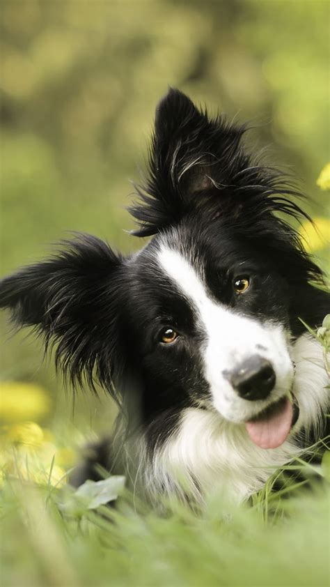 Border Collie Computer Background x. Border collie, Collie, Puppy iphone, HD phone wallpaper ...