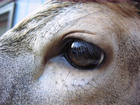 Close-up Deer Eye by MovingSkin13 on DeviantArt