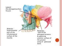 pterygopalatine fossa - pterygomaxillary fissure Sphenoid Bone, Ray ...