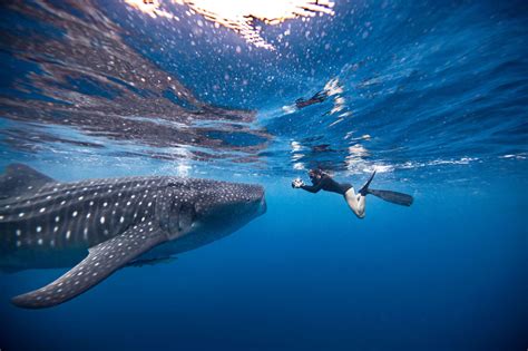 What it's Like to Swim with Sharks Around the World