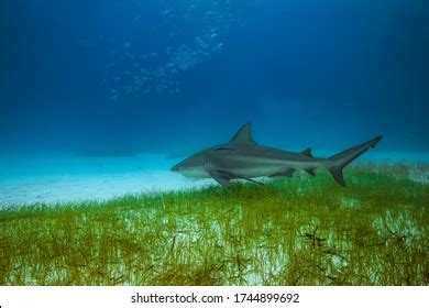 2,147 Shark habitat Images, Stock Photos & Vectors | Shutterstock