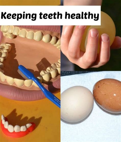 Tooth Decay Experiment with Egg shells | Science activities for kids, Preschool science ...