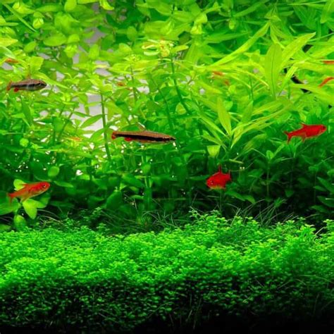 Ember Tetra: Size, Lifespan, Tank Mates & Care