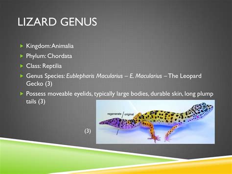 PPT - Tail Regeneration in lizards PowerPoint Presentation, free download - ID:1957333