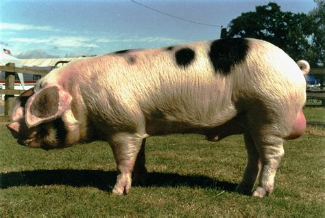 Breed Advantages – Gloucestershire Old Spots Pig Breeders Club