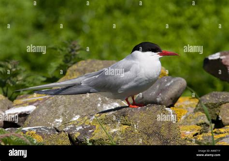 Arctic tern on breeding grounds hi-res stock photography and images - Alamy