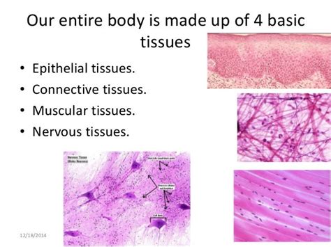 Histology of epithelium and connective tissues