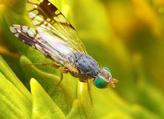 The Neurocritic: The Trouble With Tephritidae