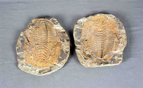 Sold Price: TRILOBITE FOSSIL, PALEOZOIC ERA (530 m.a.) - January 2 ...