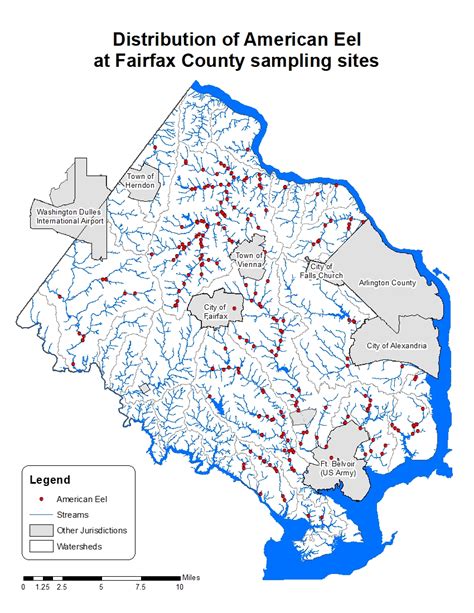 Freshwater Eel - Family Anguillidae | Public Works and Environmental Services