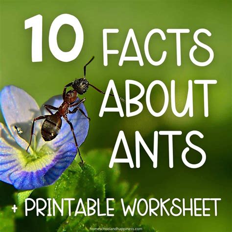 10 Fun Ant Facts for Kids Worksheet & Printable Fact Sheet