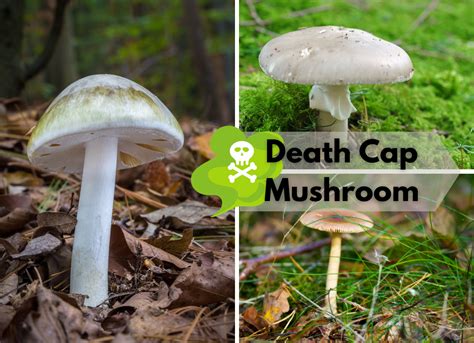 Death Cap Mushroom Identification and Look-Alikes