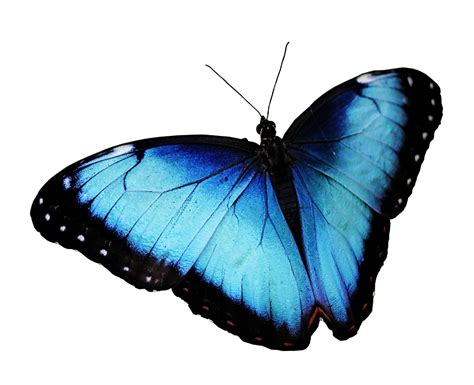 Butterfly PNG Images Transparent Free Download