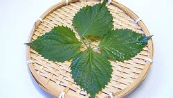 J-Simple Recipes | Japanese Food Tips - Green Shiso Leaf (Aojiso or Ōba)