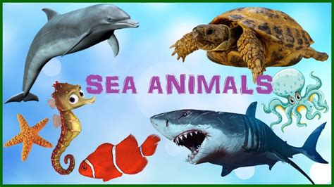 Sea Animals Learn The Different Sea Animals Video Of Sea Animals ...