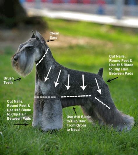 Schnauzer Grooming Pattern