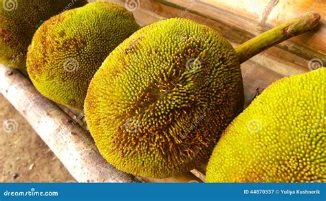 Tarap Fruit Stock Photo - Image: 44870337