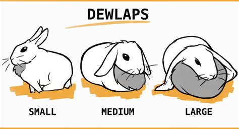 Dewlap: The Rabbit Double Chin