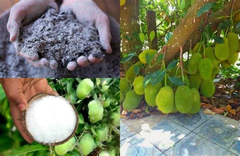 Jackfruit Tree Cultivation Tips - Classic Movies