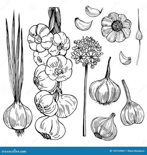 Garlic Vector Drawing | CartoonDealer.com #111234225