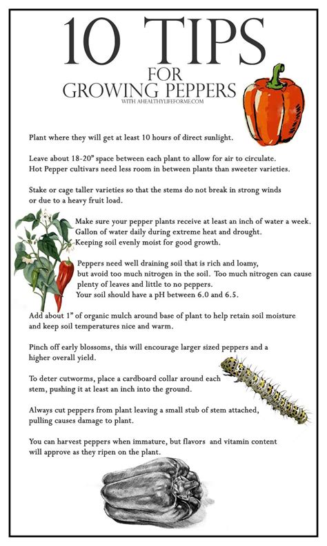 10 Tips for Growing Peppers - A Healthy Life For Me