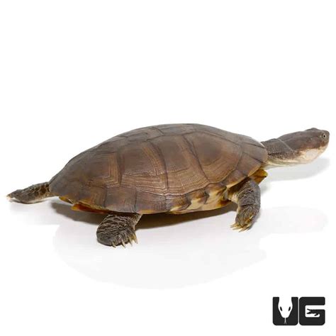 West African Helmeted Turtles (Pelomedusa subrufa) For Sale ...