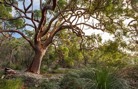 Scribbly gum | Australian native plants | NSW National Parks