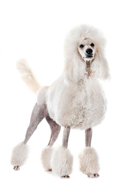 Fancy Poodle Stock Photos, Pictures & Royalty-Free Images - iStock