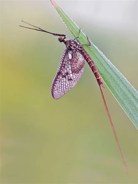 Ephemeroptera by robertmroz on DeviantArt