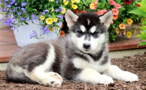 Alaskan Malamute Mix Puppies For Sale | Puppy Adoption | Keystone Puppies