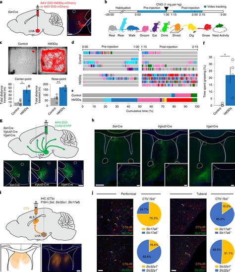 Functional and anatomical interrogation of Sst-expressing neurons in ...