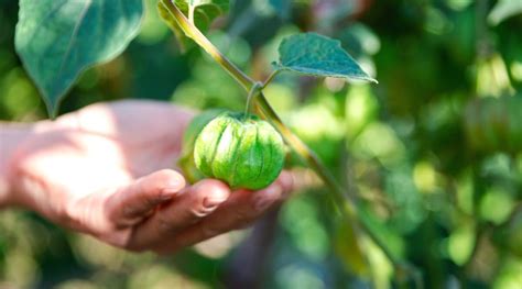 When and How to Harvest Garden Grown Tomatillo Plants