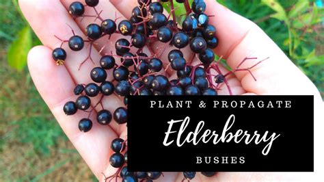 How to Plant and Propagate Elderberry Bushes