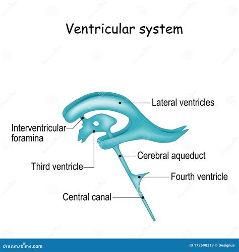 Right Ventricular Anatomy