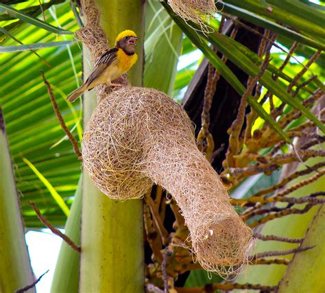 Baya Weaver and nest (Ploceus philippinus) | There was a col… | Flickr