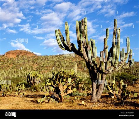 Sierra Madre del Sur Oaxaca State Mexico Stock Photo - Alamy