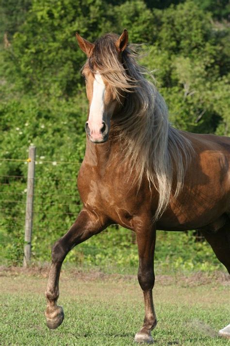 Paso Fino | Horses, Beautiful horses, Horse breeds