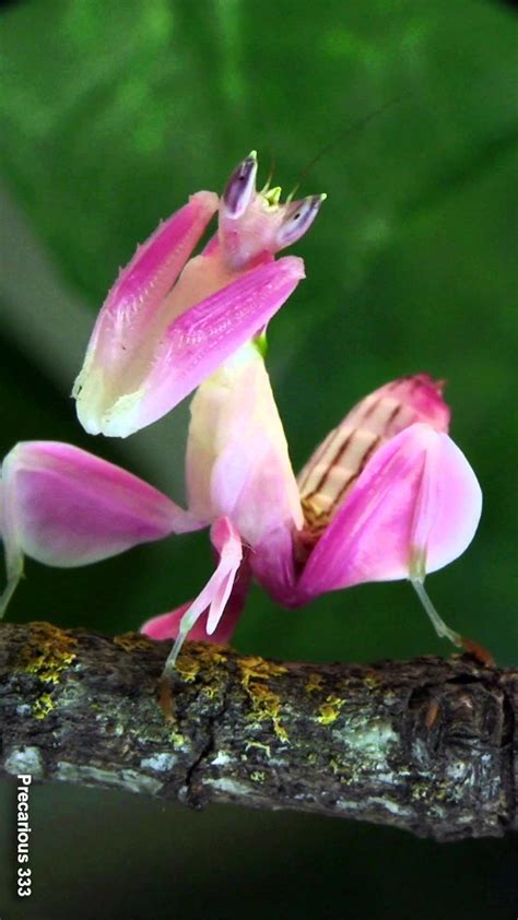 Orchid Mantis Beautiful Bugs, Beautiful Butterflies, Amazing Nature ...