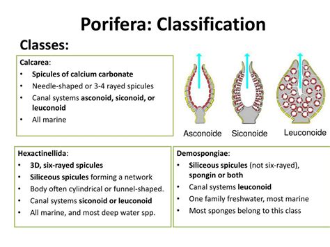 PPT - Filo Porifera PowerPoint Presentation, free download - ID:6531712