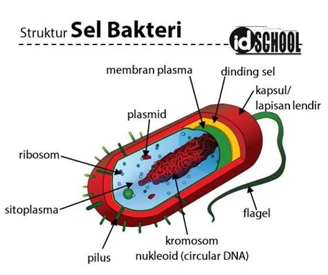 Gambar Sel Bakteri – serat