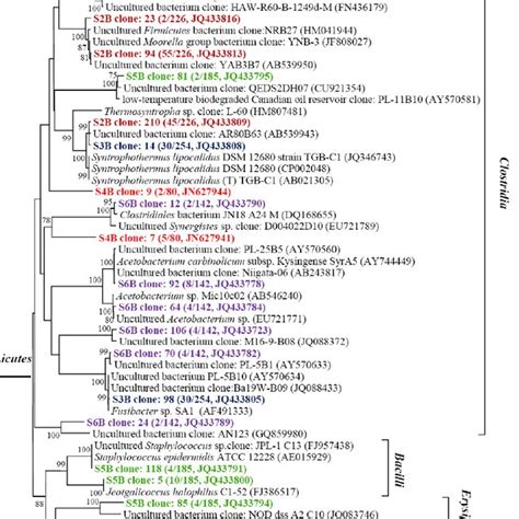 Phylogenetic tree of the Alphaproteobacteria , Betaproteobacteria ...