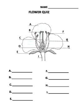 Flower Structure Quiz by Projects and More | TPT